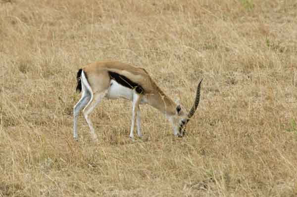 91 - Kenia - Gacela de Thomson - reserva nacional de Masai Mara
